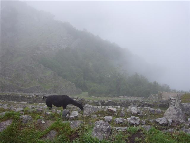 Travel - Peru - Machu Picchu - Heading Up
